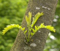 Gleditsia triacanthos 'Skyline' stam