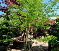 Gleditsia triacanthos 'Inermis' - Valse Christusdoorn 'Inermis' - 1