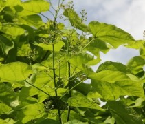 Catalpa bloeiknoppen