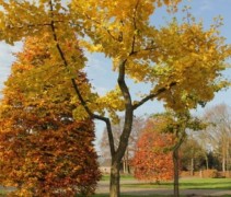 Ginkgo Biloba