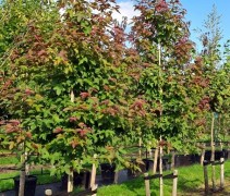 Liquidambar formosa 'Ellen'