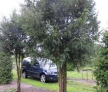 Taxus Baccata