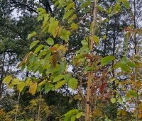 Asimina triloba - Pawpaw - 1