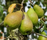Pyrus com. 'Bonne Louise d'Avranches - Pyrus com. 'Bonne Louise d'Avranches - 6