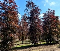 Fagus sylvatica 'Atropunicea' - Rode beuk - 1