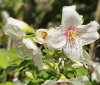 Philadelphus coronarius - Boerenjasmijn - 3