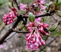 Viburnum x bodnantense 'Dawn' - Winterbloeiende Sneeuwbal 'Dawn' - 3