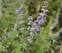 Vitex agnus-castus - Monnikenpeper - 1