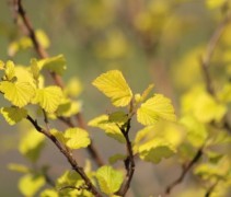 Blaasspiraea 'Dart's Gold' uitloop jong geel blad