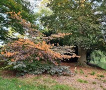 Hamamelis veterane struik in bostuin