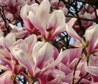 Magnolia soulangeana - Magnolia soulangeana - 2
