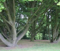 Carpinus Betulus