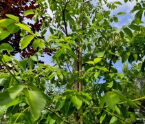 Juglans regia 'Mars'