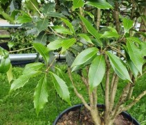 Osmanthus armatus