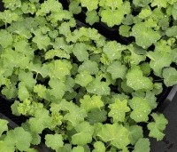 Alchemilla mollis - Vrouwenmantel - 1