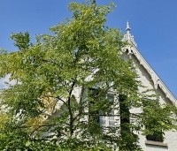 Gymnocladus dioica - Doodsbeenderenboom - toepassing in tuin 2025