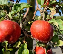 Malus domestica 'Rode Boskoop'