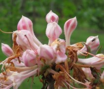 Rododendron Fanny