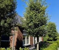 Quercus ilex - Steeneik - 3