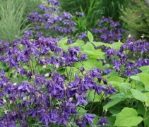 De Aquilegia alpina toegepast in een van onze projecten