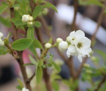 Exochorda 'Niagara'