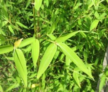 Het prachtige blad van de bamboe doet het uiteraard goed in de rotstuin of Oosterse tuin