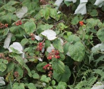 Ribes Phoenicolasius
