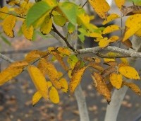 Juglans regia - Walnoot - 1