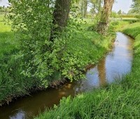 Alnus glutinosa - Zwarte Els - 2