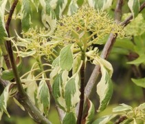 Cornus controversa variegata