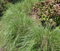 Met de pollen van het Lampenpoetsersgras kunt u 'belijning' in uw tuin of border aanbrengen