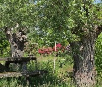 Salix alba - Schietwilg - 1
