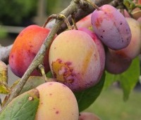 Prunus dom. 'Victoria' - Prunus dom. 'Victoria' - 1