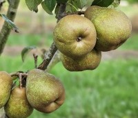 Pyrus com. 'Doyenne du Comice' - Pyrus com. 'Doyenne du Comice' - 1