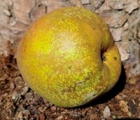 Pyrus com. 'Doyenne du Comice' - Pyrus com. 'Doyenne du Comice' - 2