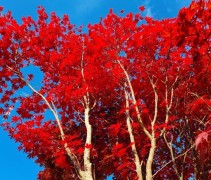 Acer palmatum 'Atropurpureum' 