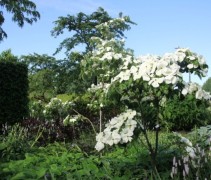 Cornus kousa Venus