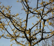 Cornus mas kroon ofwel Gele Kornoelje kroon