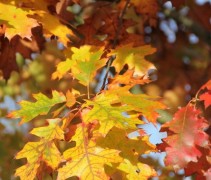 Quercus Rubra