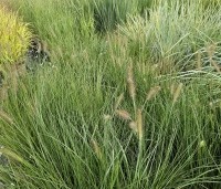 Pennisetum alopecuroides 'Hameln' - Lampenpoetsersgras 'Hameln' - 1