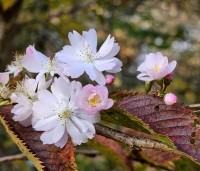 Prunus x subhirtella 'Autumnalis Rosea' - Winterkers - 2