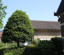 Ilex Aquifolium