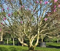Magnolia 'Susan' - Beverboom - 4