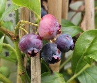 Vaccinium corymbosum 'Brigitta Blue' - Blauwe bes 'Brigitta Blue' - 1