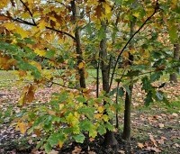 Quercus rubra - Amerikaanse eik - 2