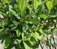 Myrica gale - Wilde Gagel - 2