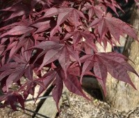 Acer palmatum 'Bloodgood' - Japanse esdoorn - 3
