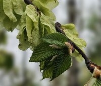 Ulmus 'Camperdownii' - Prieel-iep - 1