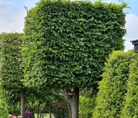 Carpinus betulus - Haagbeuk - kubus op stam
