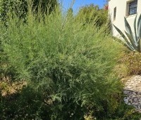 Tamarix tetrandra - Tamarisk - 1
